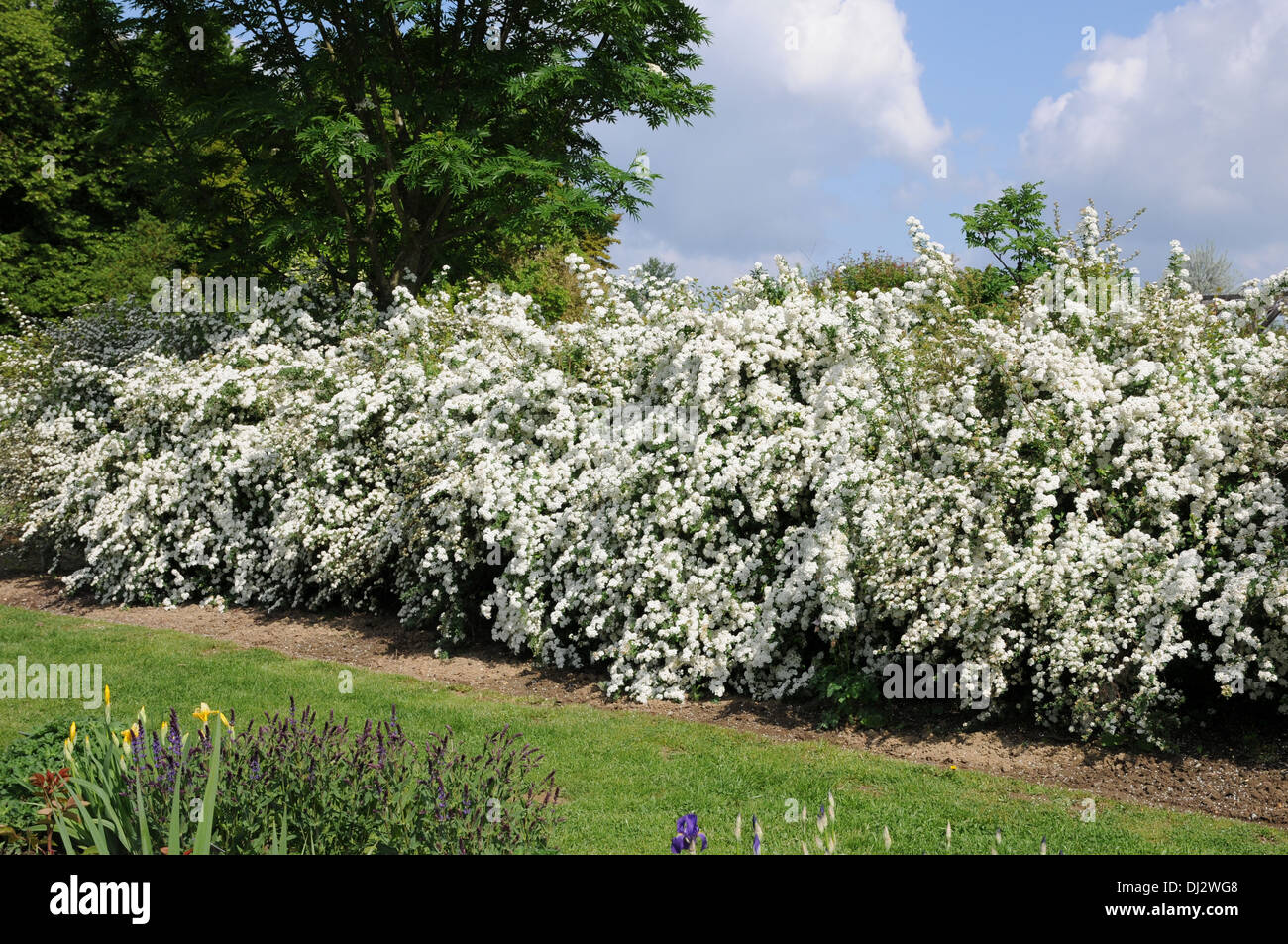 Spiraea, flowering hedge Stock Photo