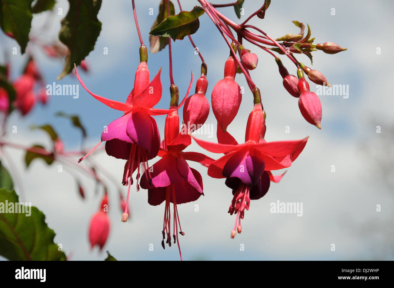 Fuchsia Stock Photo