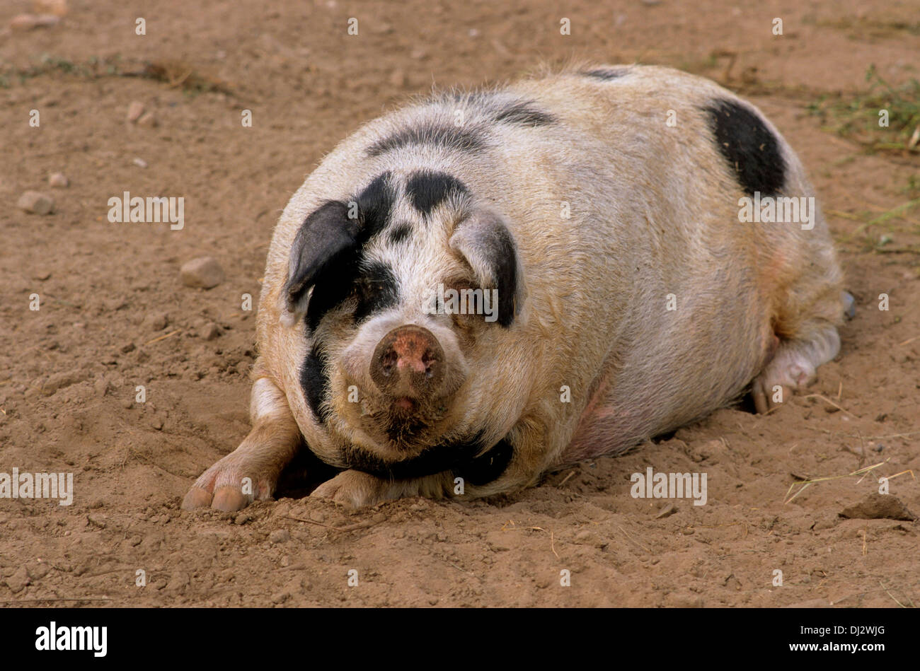 Turopolje-Schwein, Turopolje pig, Turopoljska svinja Stock Photo ...