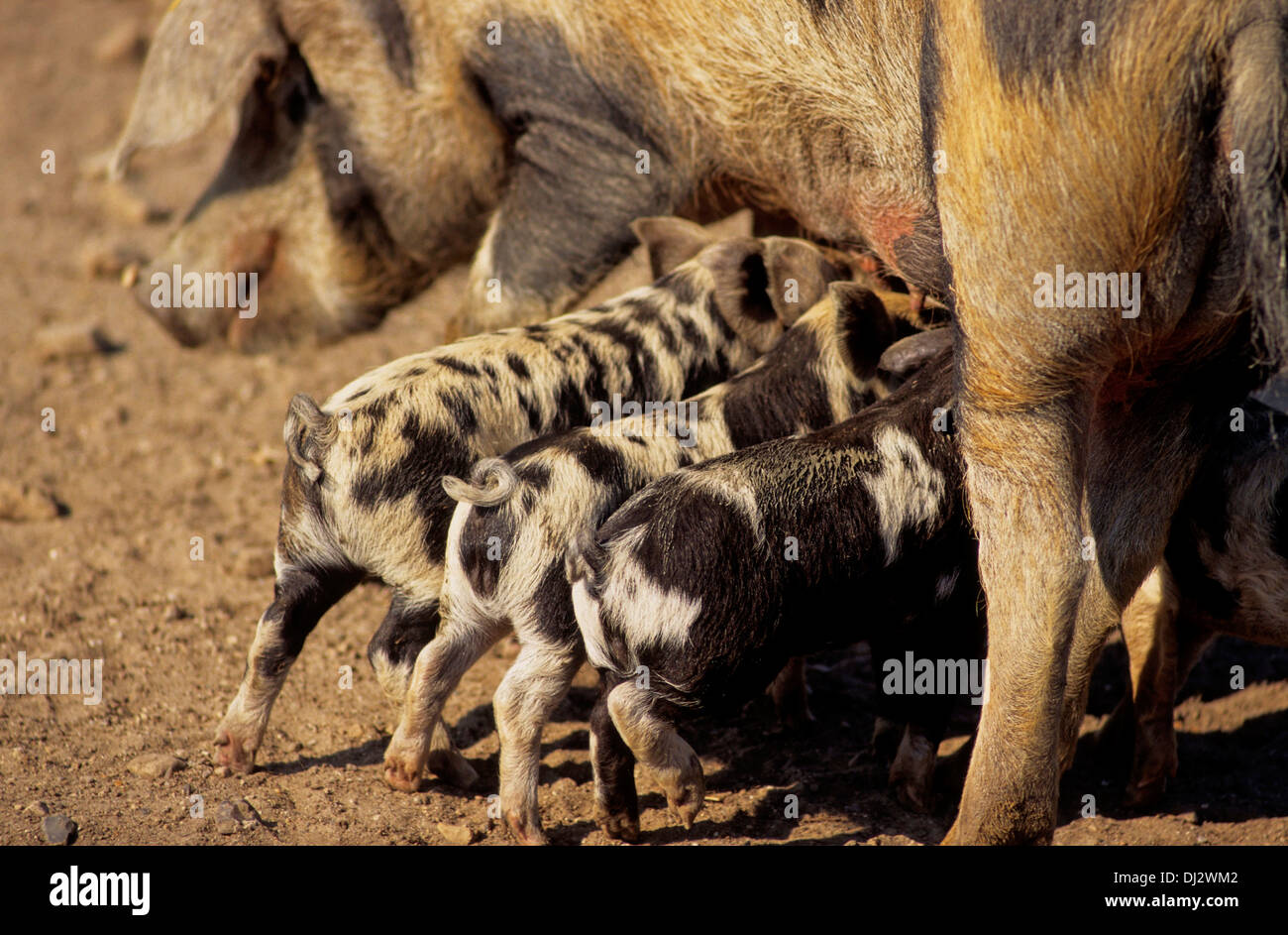 Turopolje-Schwein, Turopolje pig, Turopoljska svinja Stock Photo