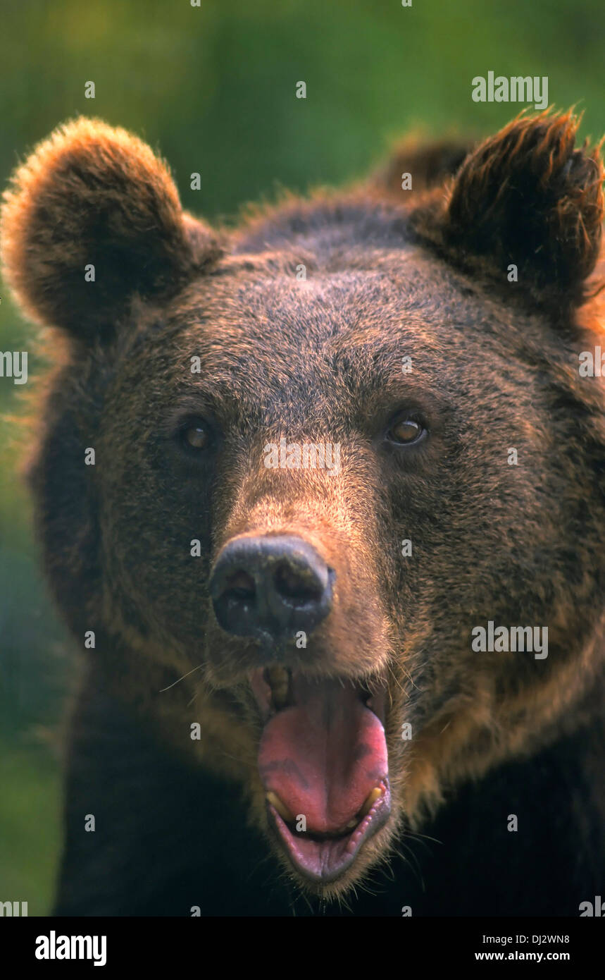 brown bear (Ursus arctos) hissing, Zoo: Braunbär (Ursus arctos), Braunbär fauchend, Stock Photo