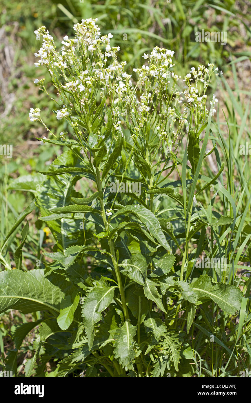 Horseradish, Armoracia rusticana Stock Photo