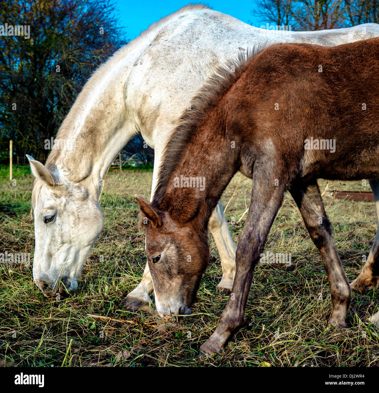 Portrait two horses standing hi-res stock photography and images - Alamy