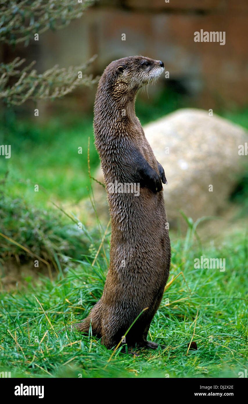 North American river otter (Lontra canadensis), northern river otter, common otter, kanadischer Fischotter stehend, Kanadischer Stock Photo
