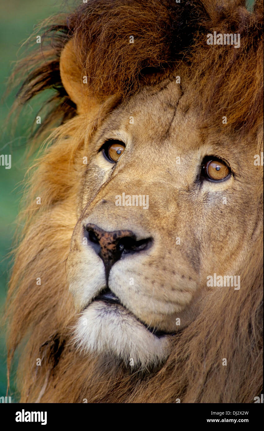 Lion (Panthera leo), handsome lion, Löwe (Panthera leo), stattlicher Löwe Stock Photo