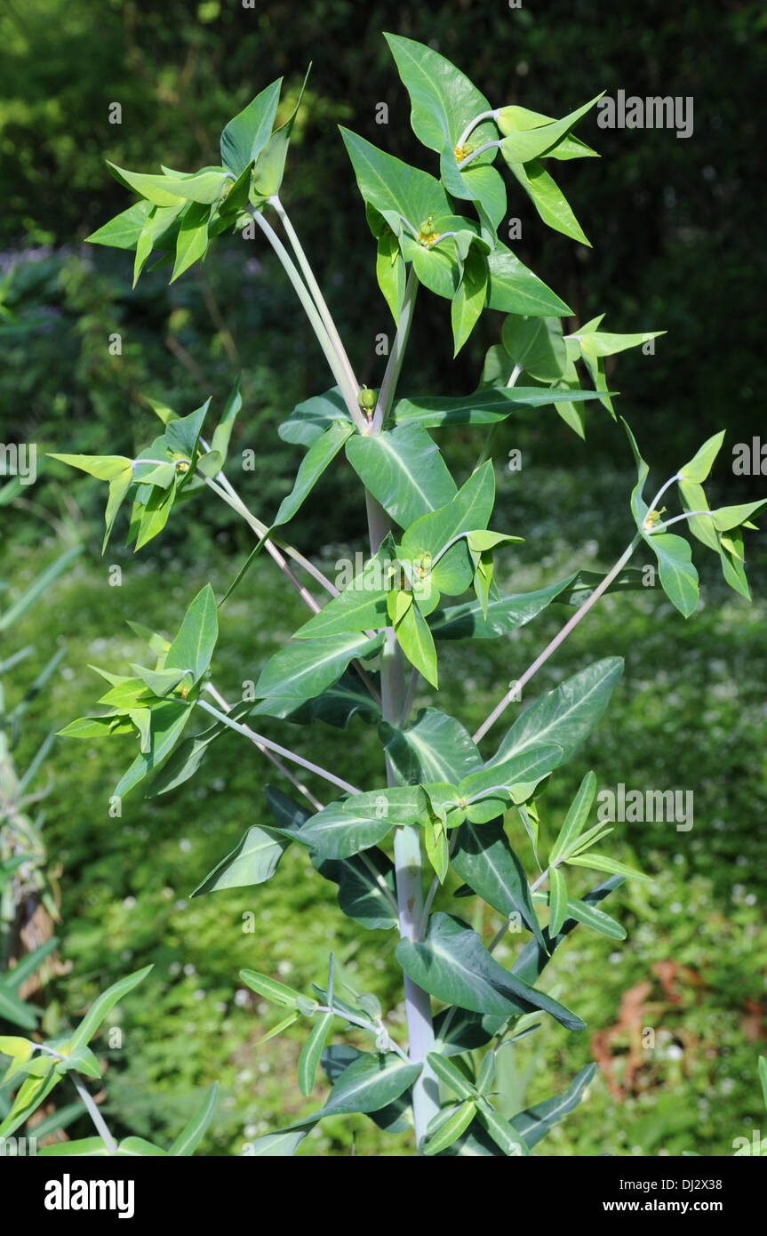Caper spurge Stock Photo Alamy