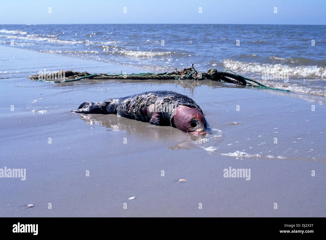 Dead sea creatures hi-res stock photography and images - Alamy
