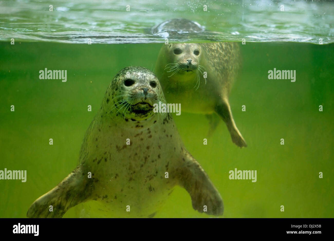 harbour seal (Phoca vitulina), common seal, Seehunde unter Wasser, Seehund (Phoca vitulina) Stock Photo