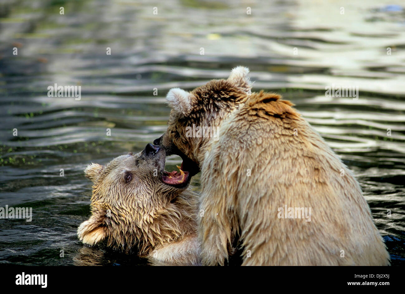 Syrian brown bear (Ursus arctos syriacus) struggling in the water, im Wasser kämpfend, Syrischer Braunbär Stock Photo