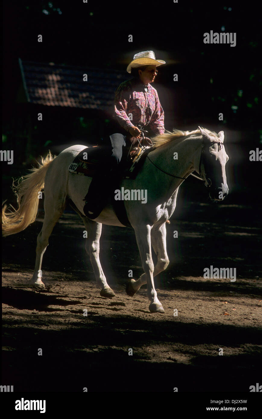 Westernreiter auf Schimmel, Western Rider on a white horse, Stock Photo