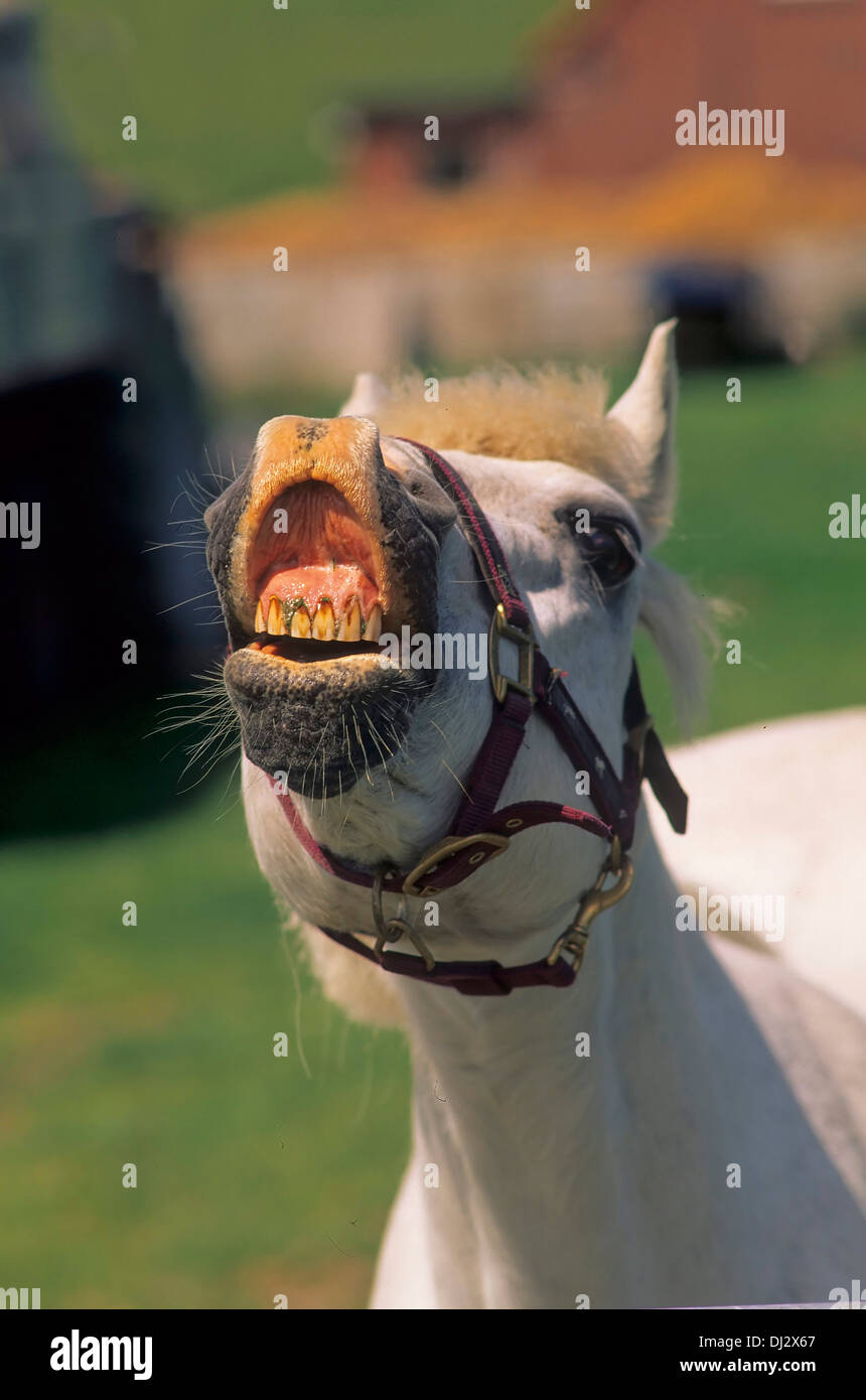 funny animal photo, mold neighs, lustiges Tierfoto, Schimmel wiehert Stock Photo - Alamy funny animal photo, mold neighs, lustiges Tierfoto, Schimmel wiehert Stock Photo - Alamy
