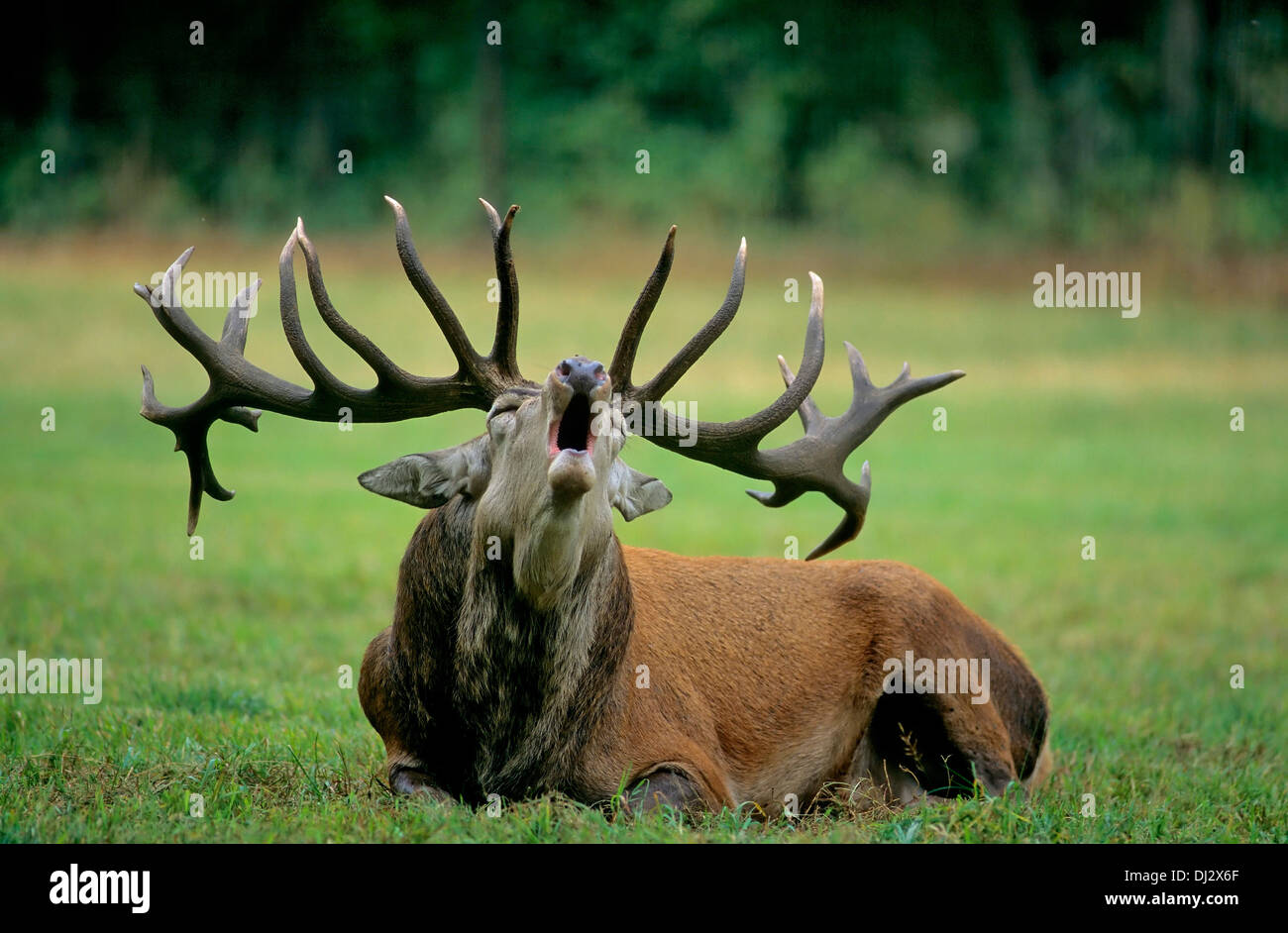 red deer (Cervus elaphus) the rutting season screaming,, Rothirsch (Cervus elaphus), Rothirsch zur Brunftzeit schreiend, Stock Photo