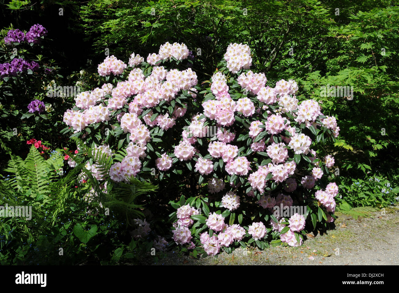 rhododendron stutzen Rhododendron obtusum 'Stewartstonian' - Herrenkamper Grten