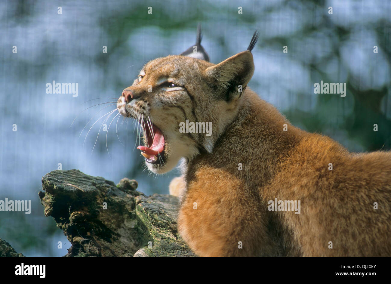 Eurasian lynx (Lynx lynx), Europäischer Luchs, Eurasischer Luchs (Lynx lynx) Stock Photo