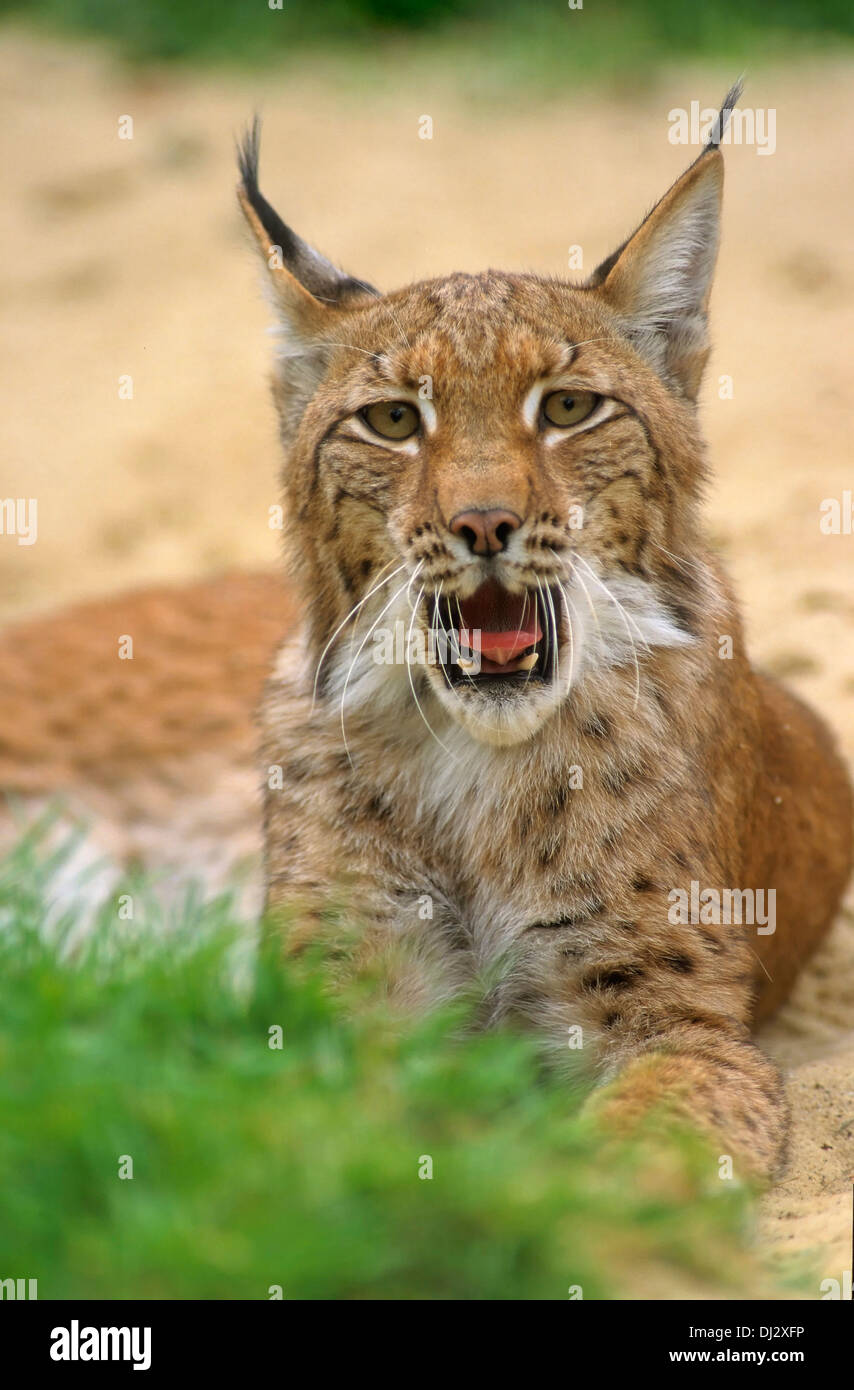 Eurasian lynx (Lynx lynx), Europäischer Luchs, Eurasischer Luchs (Lynx lynx) Stock Photo