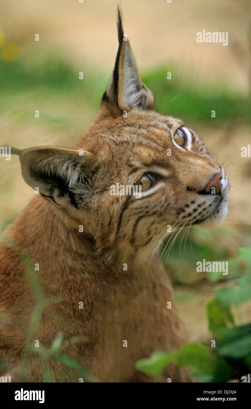 Eurasian lynx (Lynx lynx), Europäischer Luchs, Eurasischer Luchs (Lynx lynx) Stock Photo