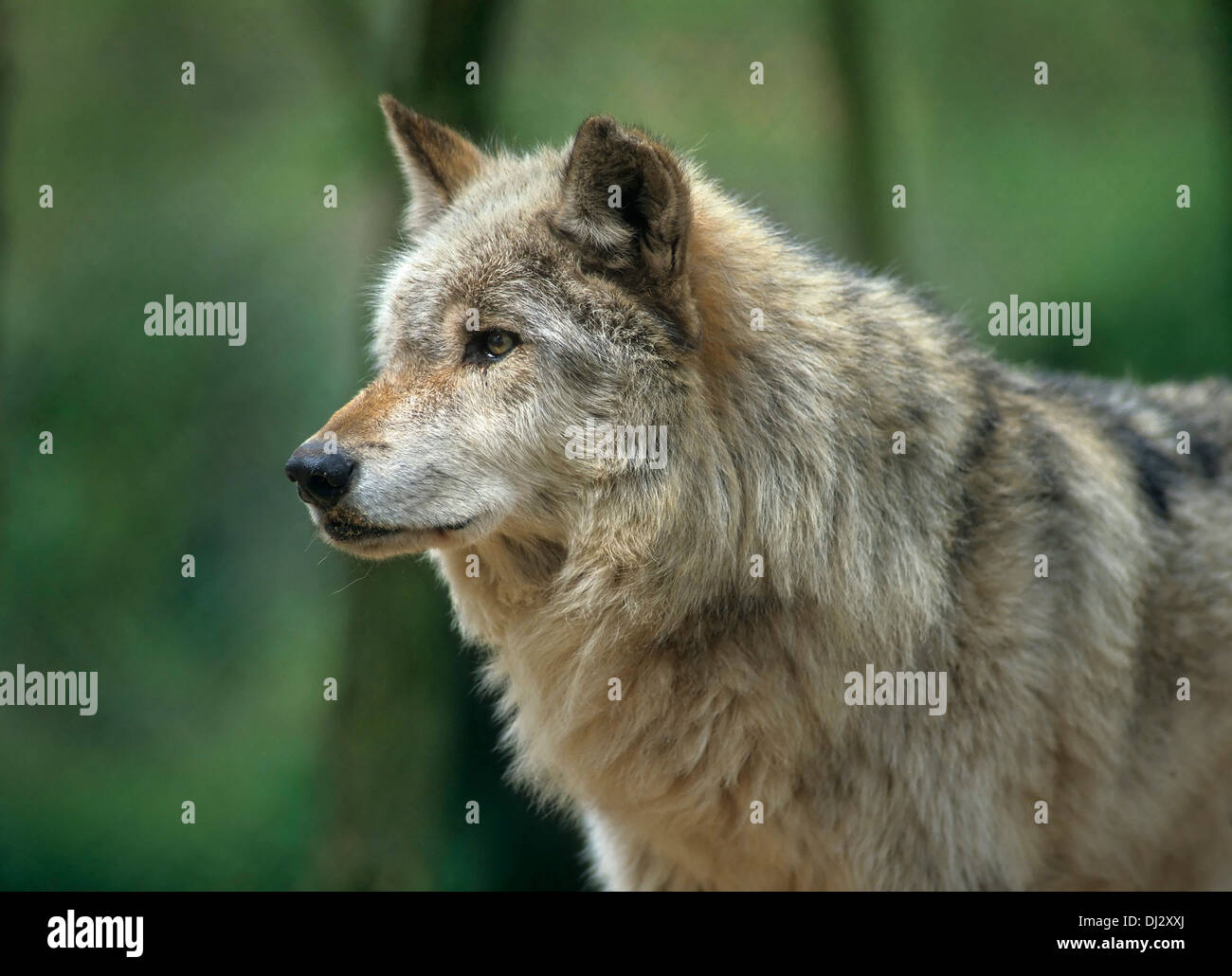 Mackenzie Valley wolf (Canis lupus occidentalis), Canadian timber wolf, Mackenzie-Wolf (Canis lupus occidentalis) Stock Photo