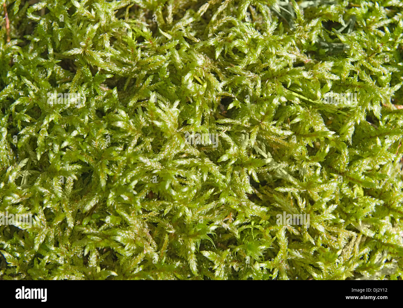 Ground moss hi-res stock photography and images - Alamy
