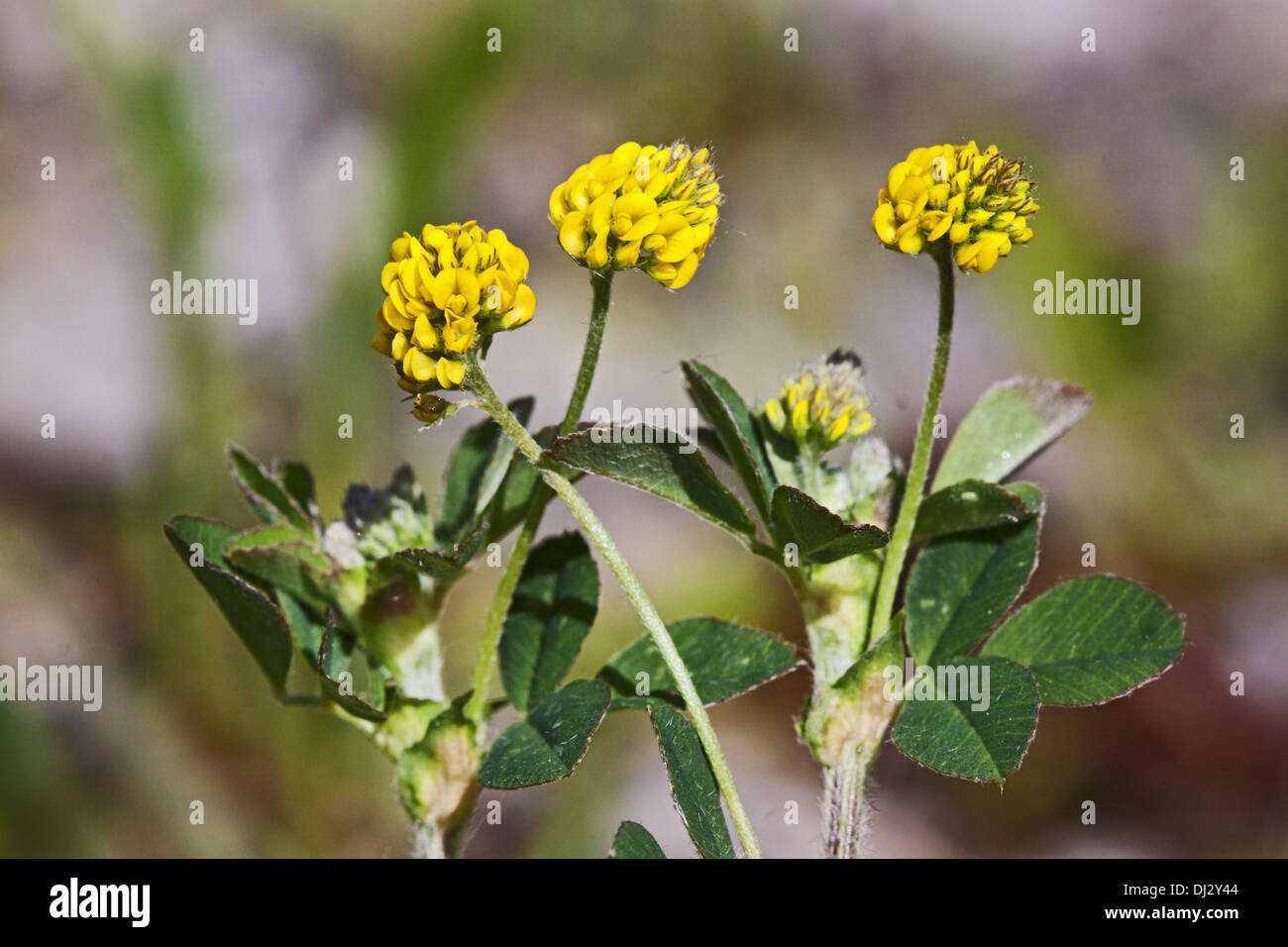 Lesser Hop Trefoil, Trifolium dubium Stock Photo
