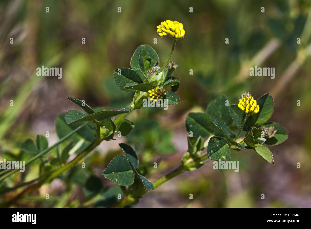Lesser Hop Trefoil, Trifolium dubium Stock Photo