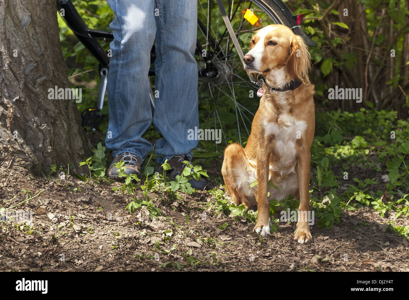 Hunting dog sits next to his owner Stock Photo
