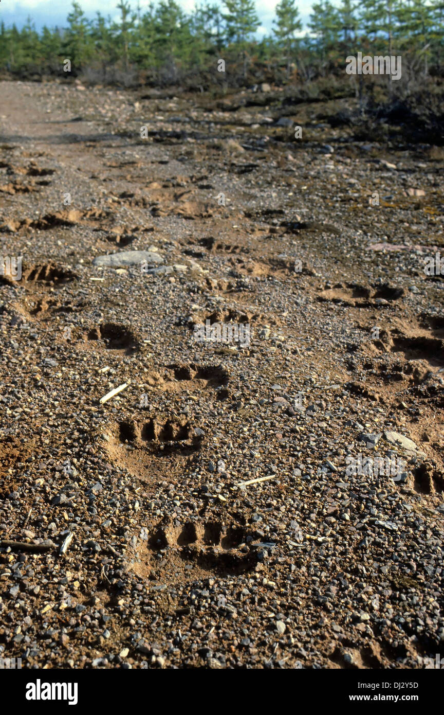 Footprint of the brown bear, brown bear (Ursus arctos), Fußspur des Braunbärs, Braunbär (Ursus arctos) Stock Photo