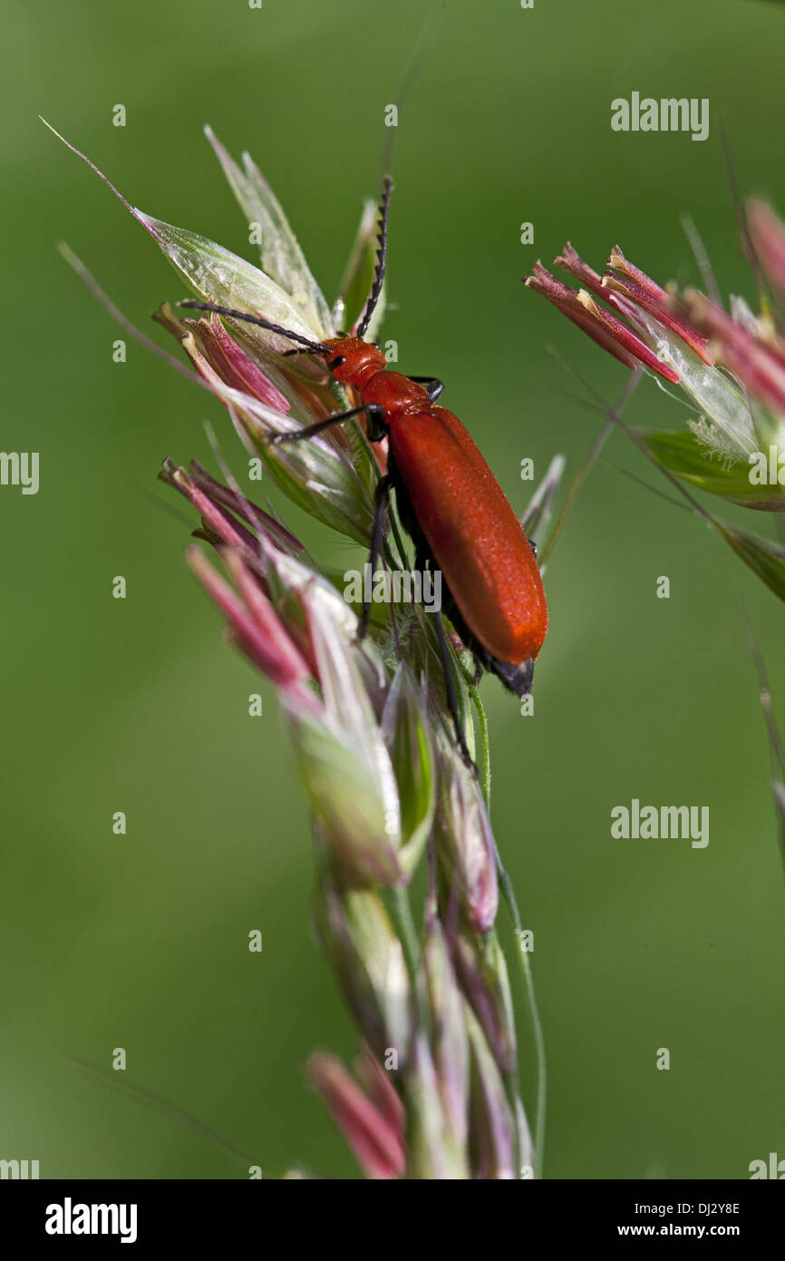 Pyrochroa serraticornis, Cardinal Beetle Stock Photo