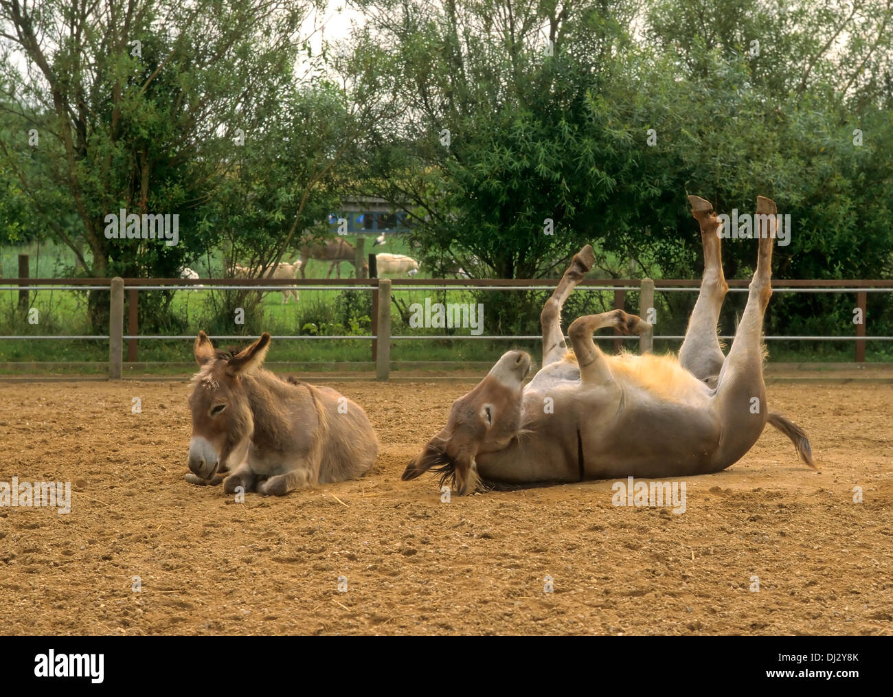 miniature donkeys, paddock, donkey dust bath in the coupling, Esel, Zwergesel, in der Koppel, Esel Staubbad, in der Koppel, Stock Photo