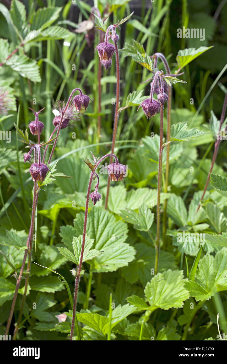 Geum rivale, Water Avens Stock Photo