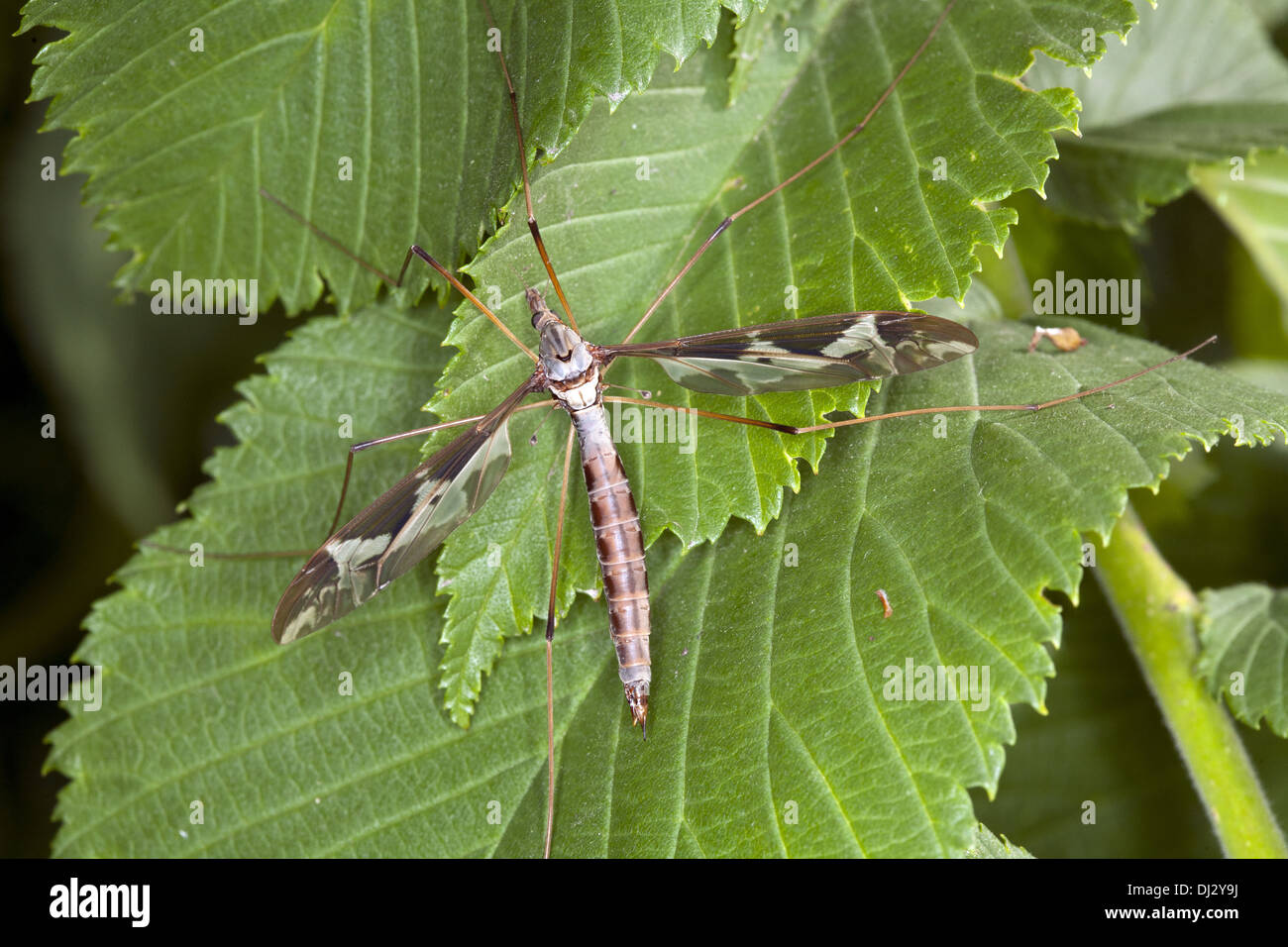 Tipula maxima, Crane fly Stock Photo