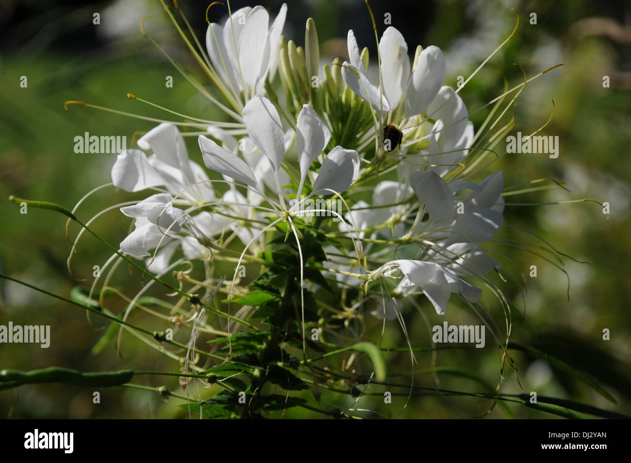 Spider plant Stock Photo