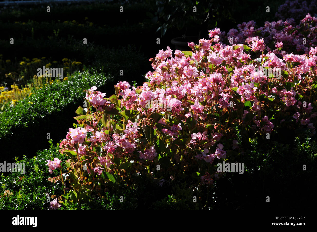 Begonias Stock Photo