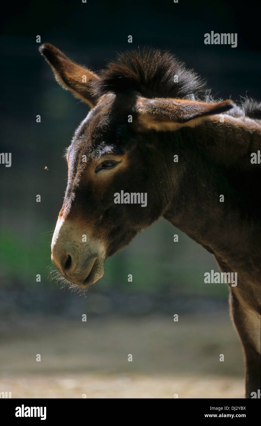 Esel, Hausesel,, Donkey, Hausesel (Equus asinus asinus) Stock Photo