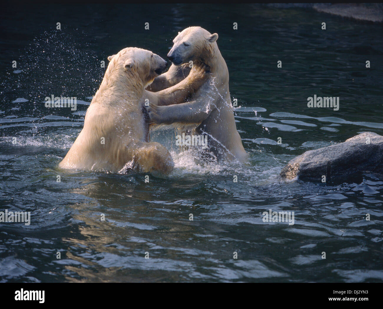 Eisbär (Ursus maritimus), Polarbär, Polar bear (Ursus maritimus) Stock Photo