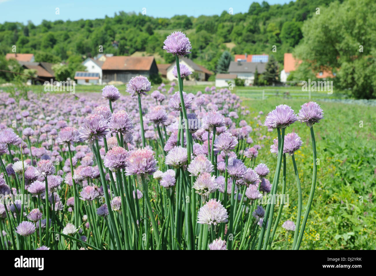 Chives Stock Photo