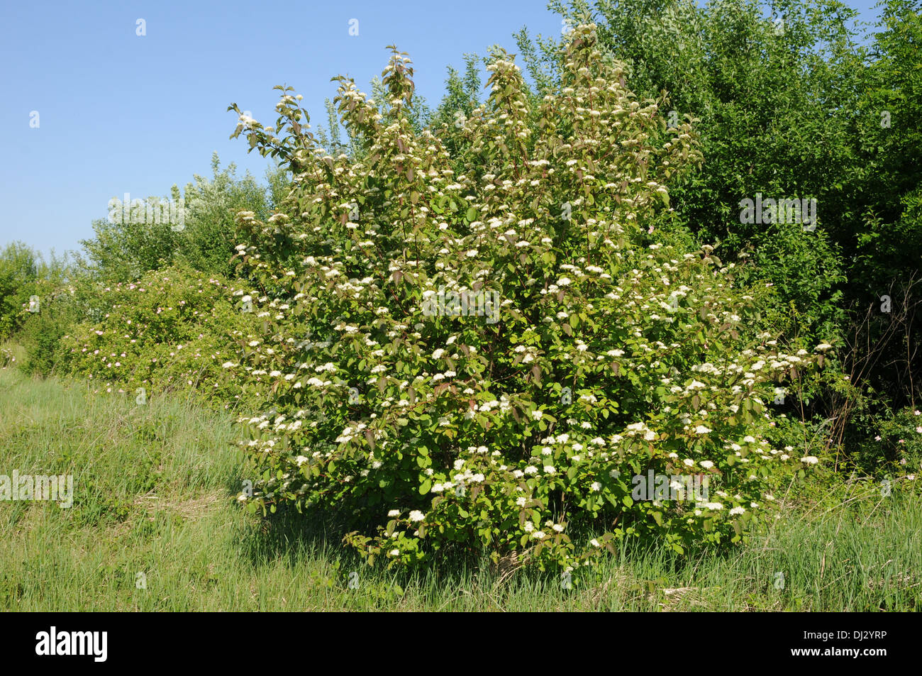 Dogwood Stock Photo - Alamy