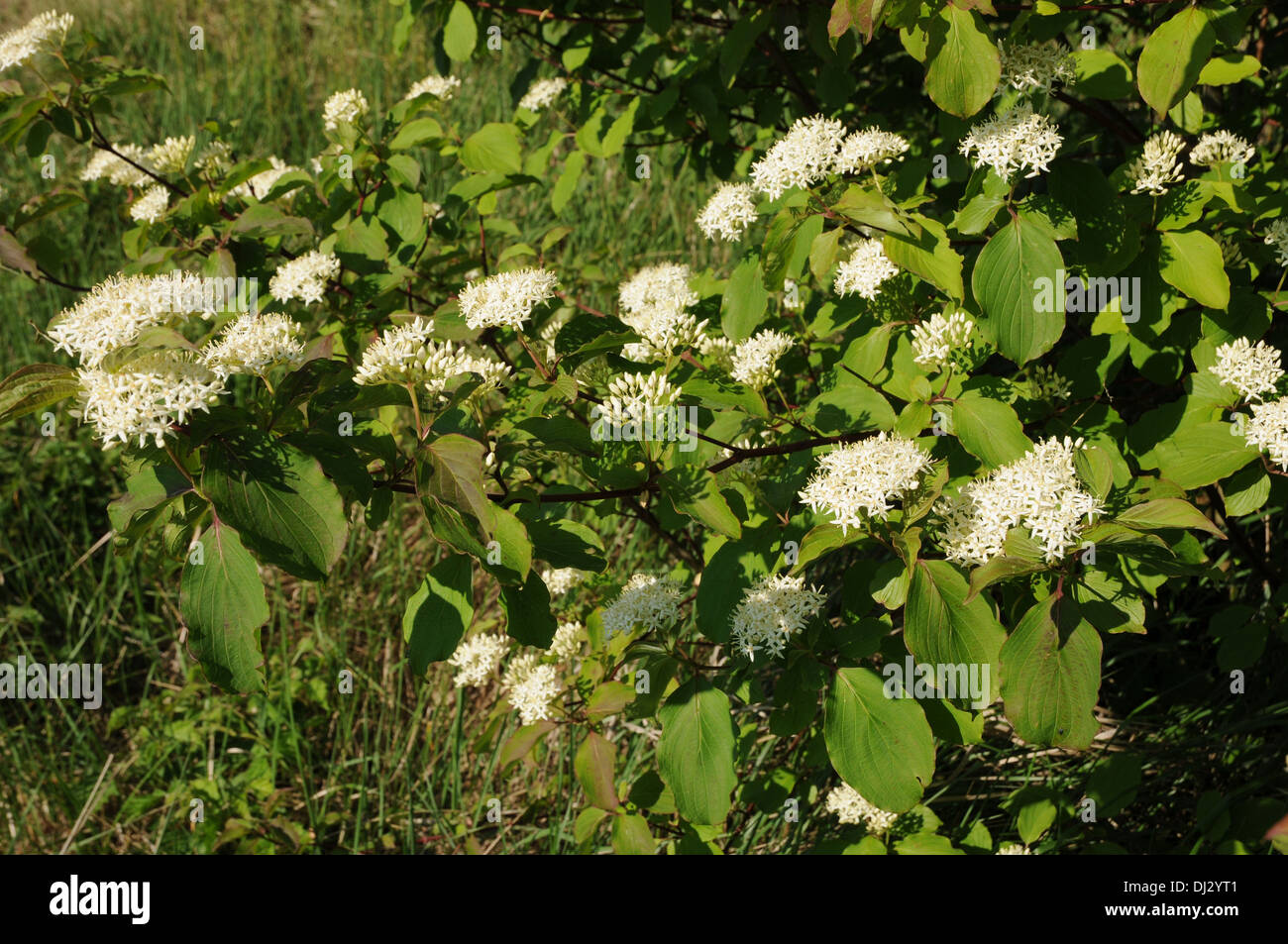 Dogwood Stock Photo - Alamy