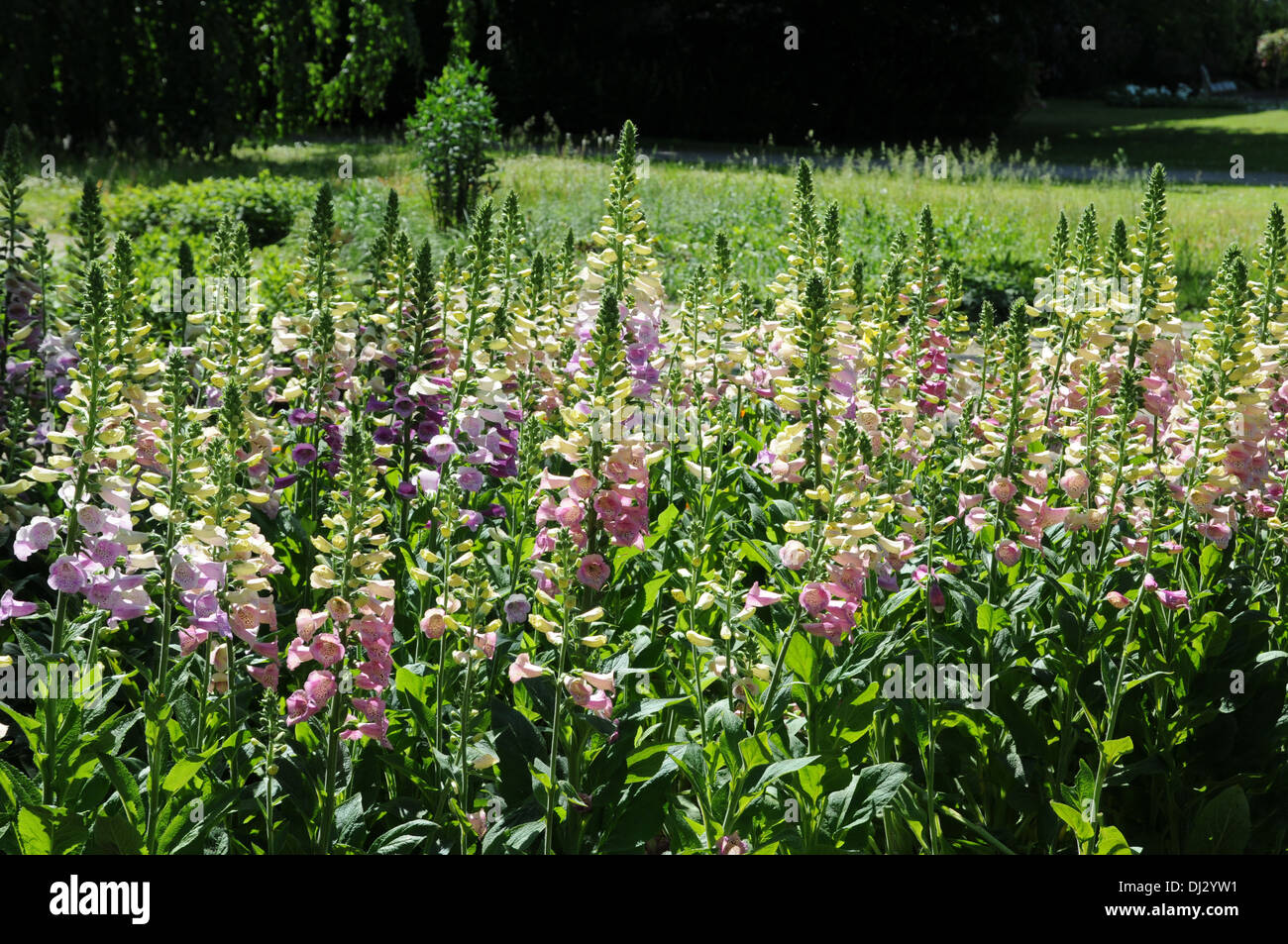 Red foxglove Stock Photo