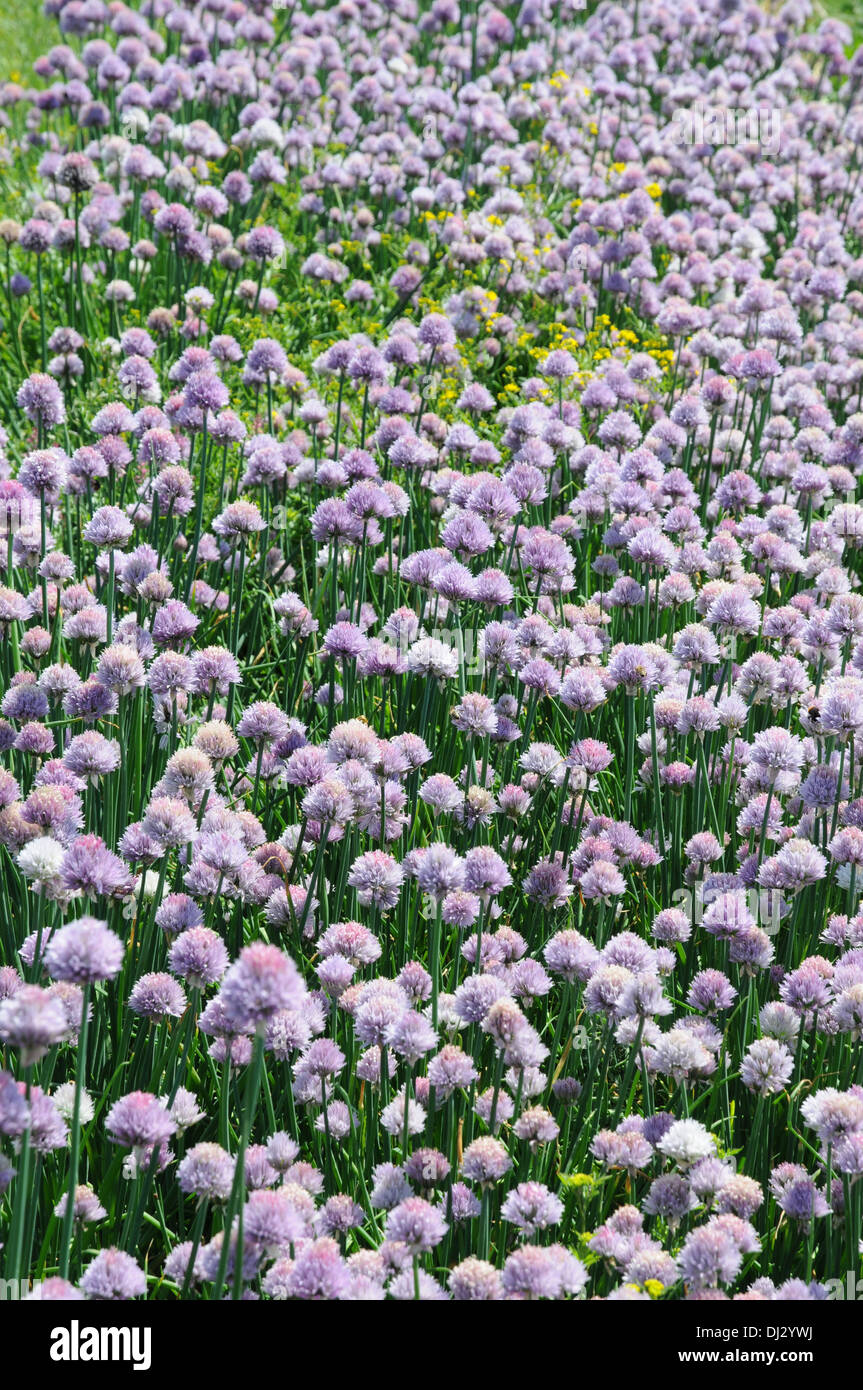 Chives Stock Photo