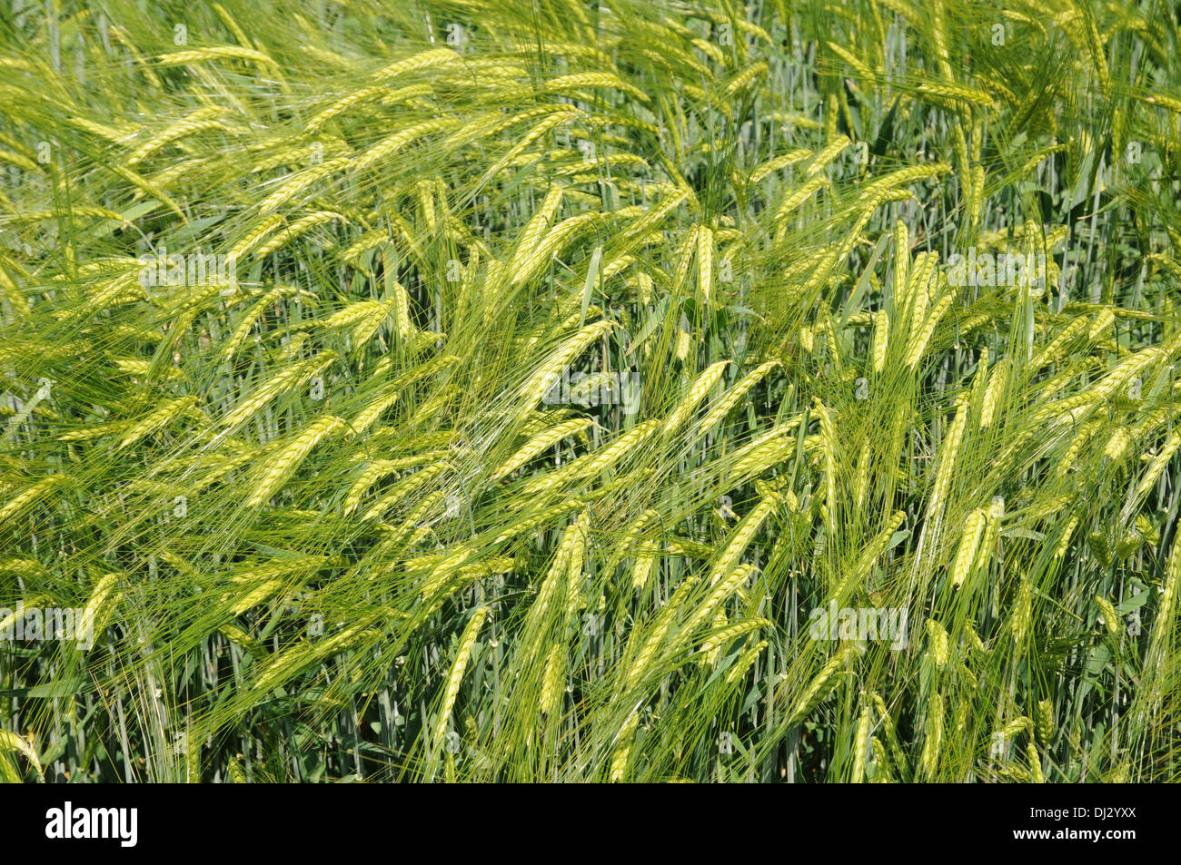 Barley Stock Photo