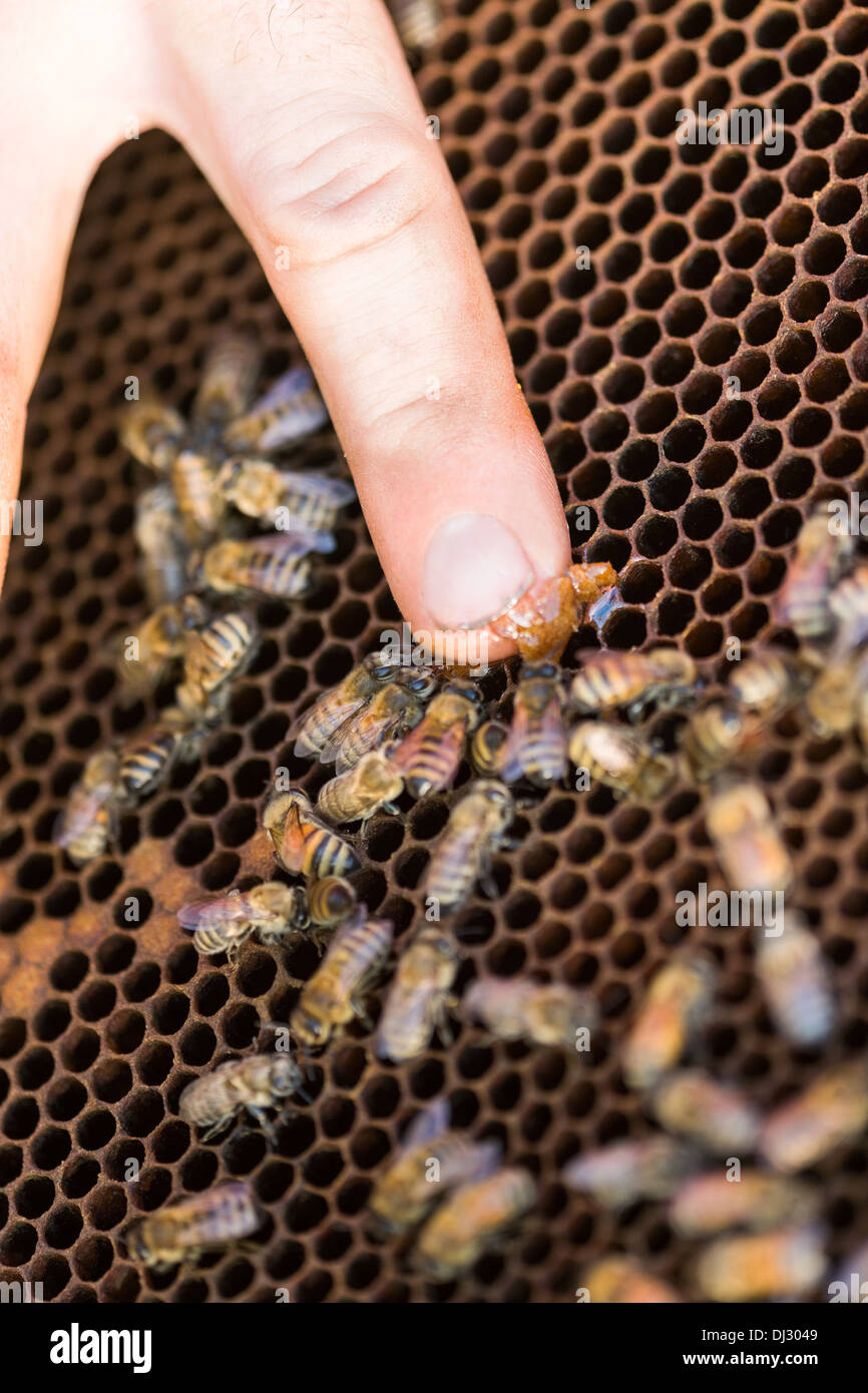 Beekeeper Feeding Honey to Bees Stock Photo