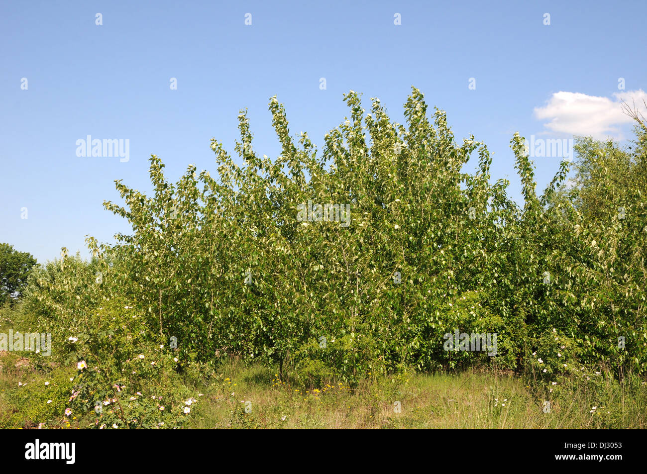 Balsam poplar Stock Photo Alamy