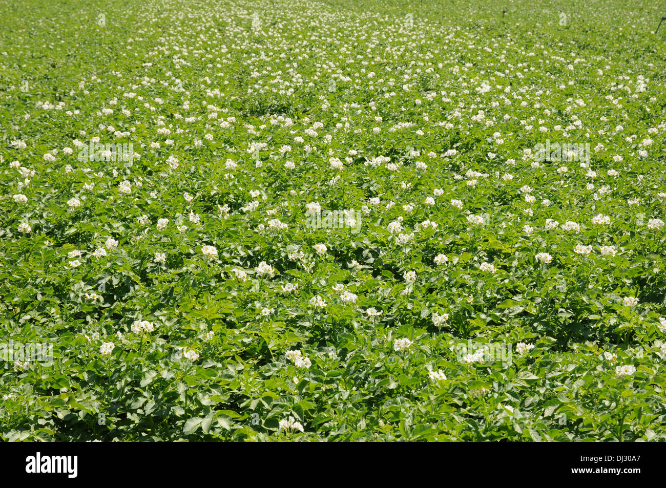 Flowering potatoes Stock Photo