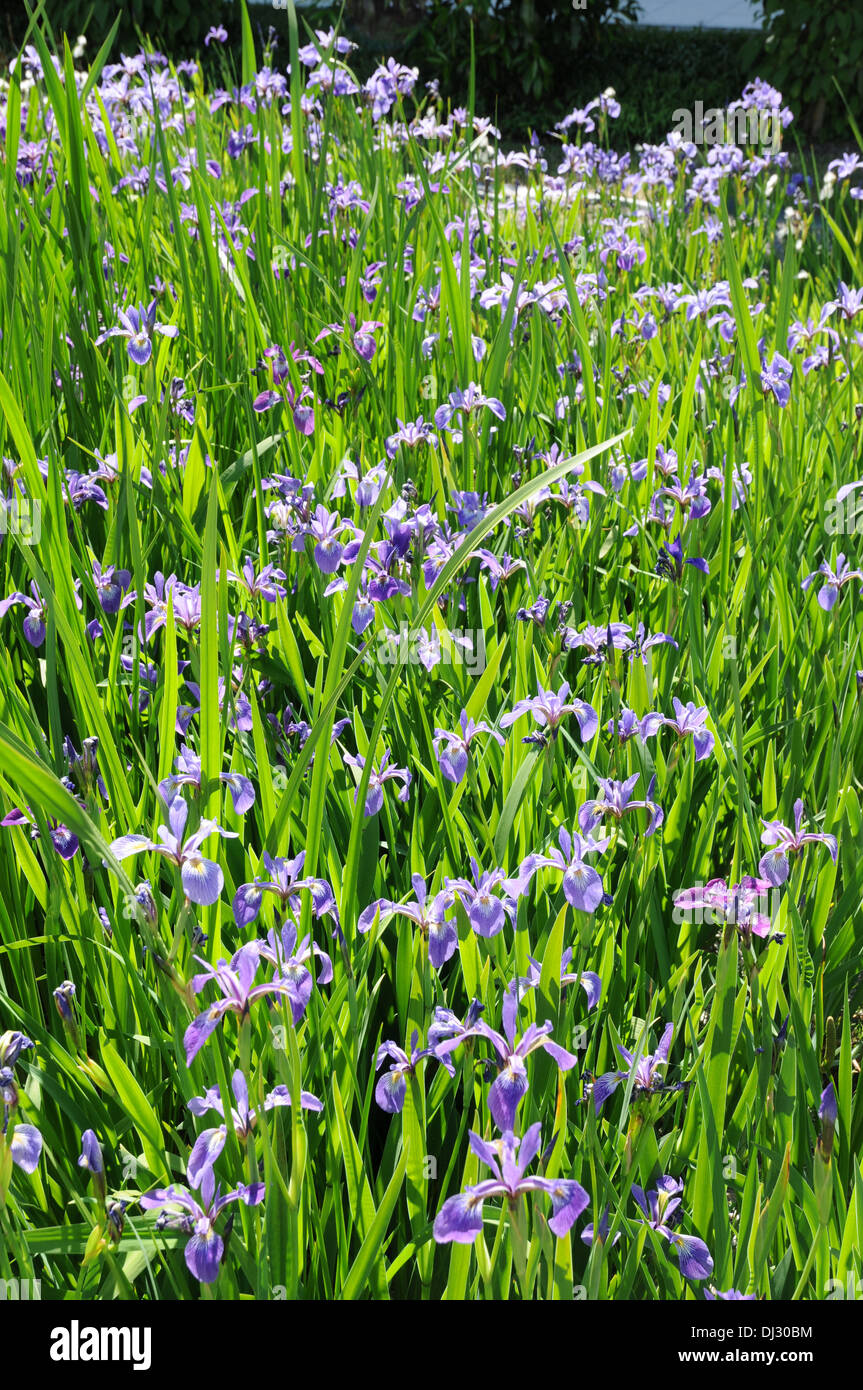 American blue flag Stock Photo Alamy