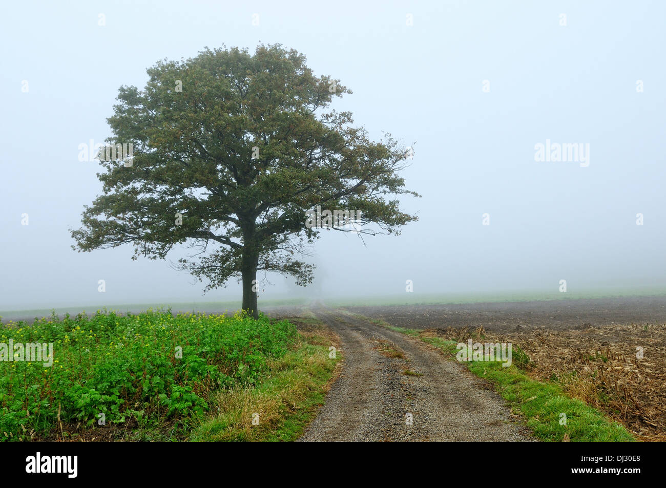 The old tree in fog Stock Photo - Alamy