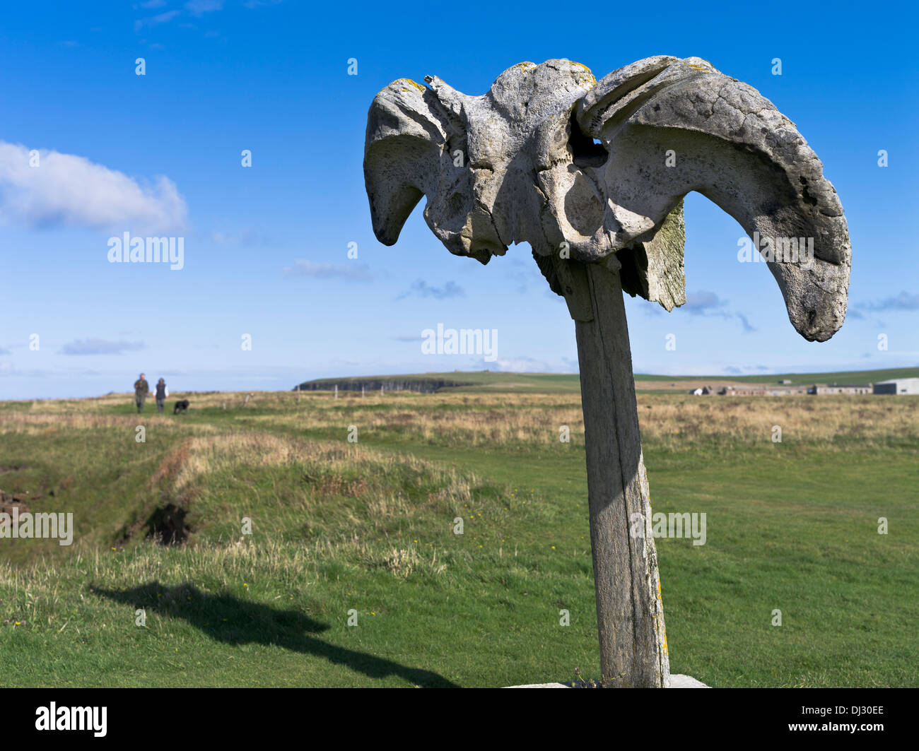 dh Whale bone BIRSAY ORKNEY Whalebone couple walking dog north coast footpath Stock Photo