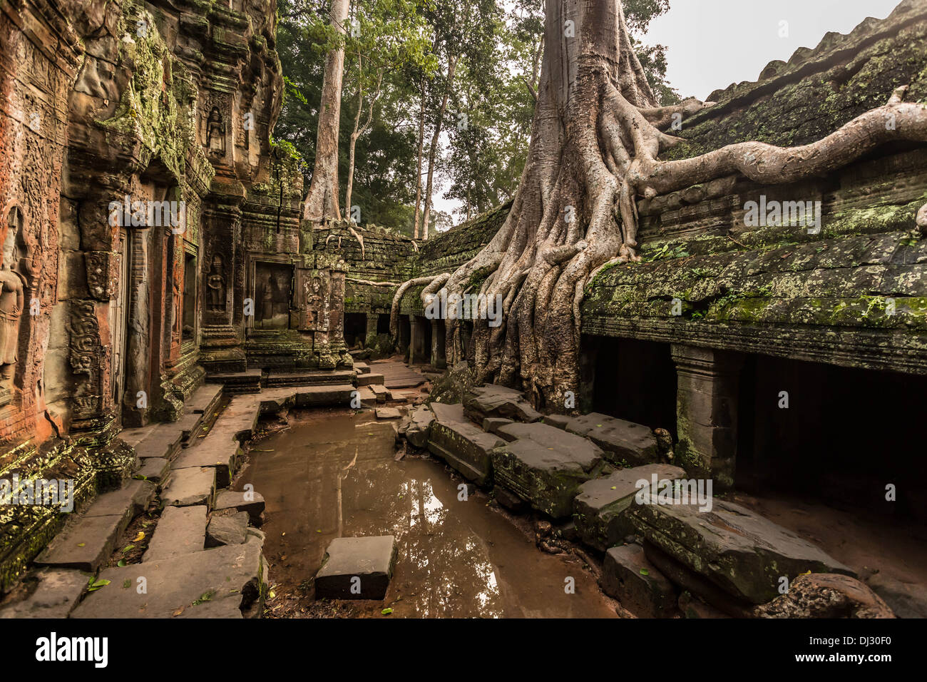 Large tree roots growing over the Ta Prohm Temple near Siem Reap, Cambodia. Stock Photo
