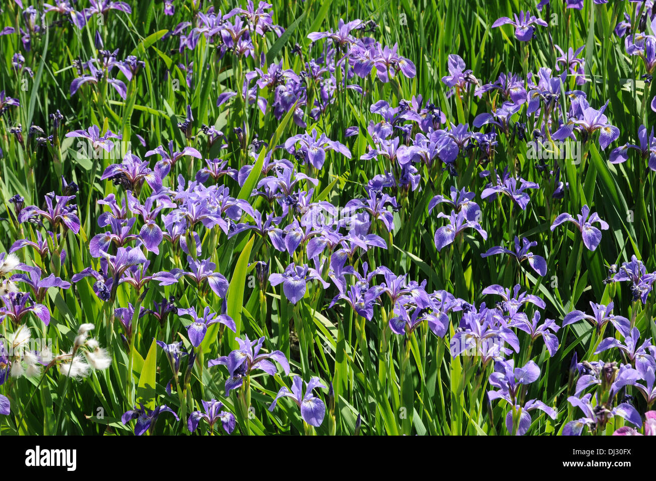 American blue flag Stock Photo Alamy