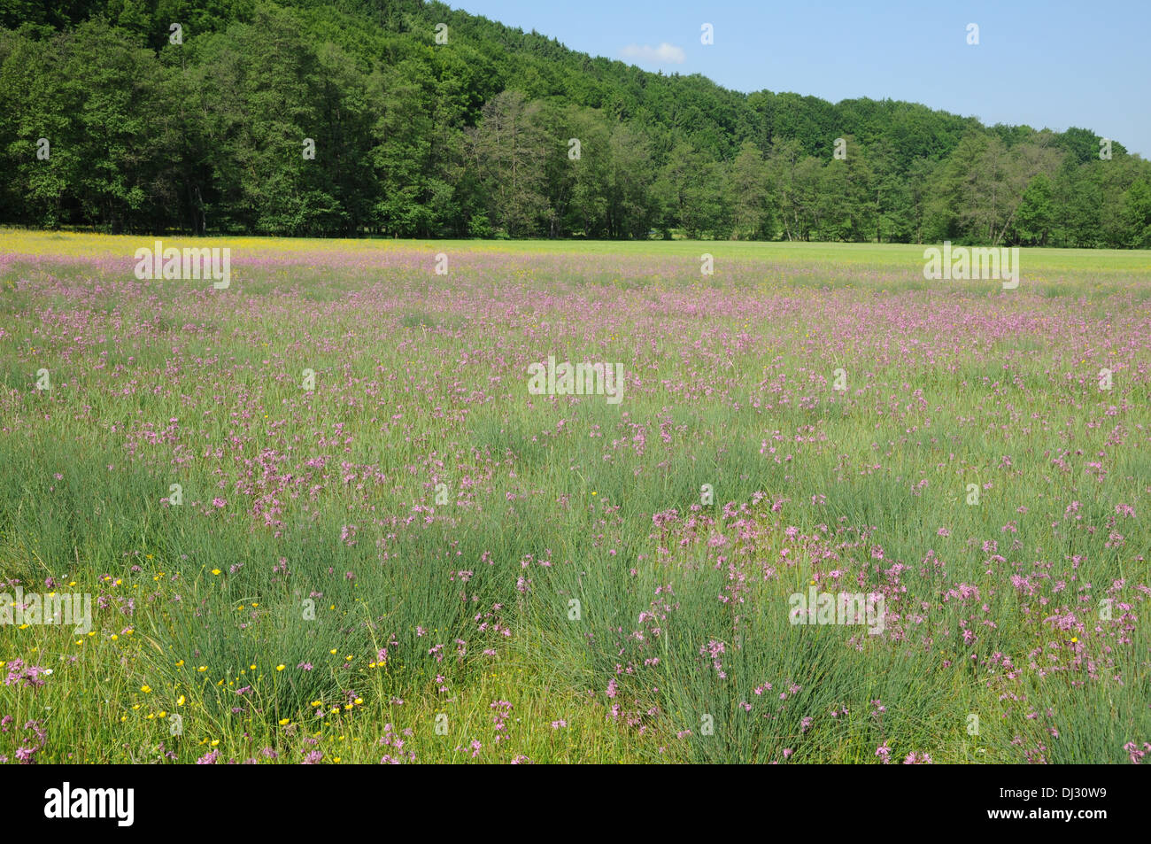 Ragged robin and rushes Stock Photo