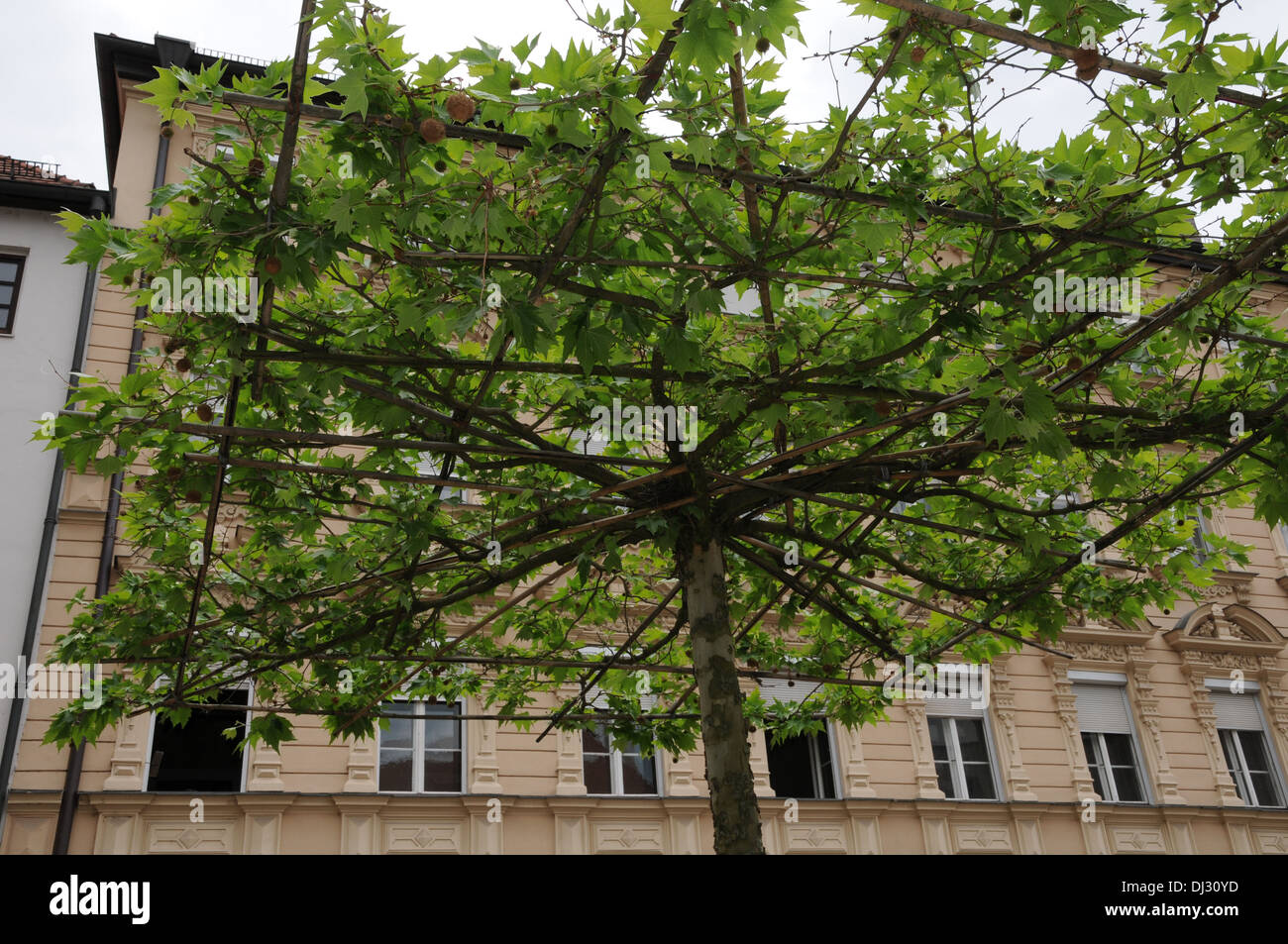 Schirmkrone hires stock photography and images Alamy